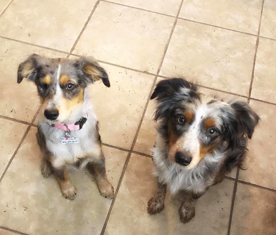 Maci and Maggie - Steph Allen.jpg